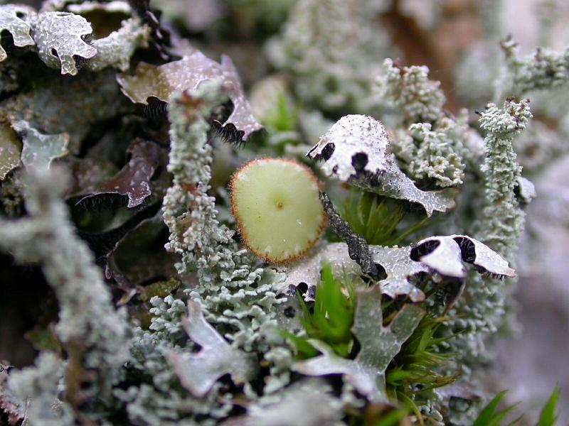 Wistman's Wood Moss and Lichen 9.jpg